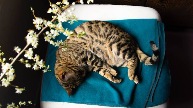 gatto riposa