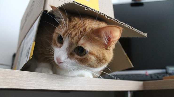 gatto scatola