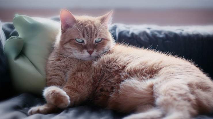 gatto sul divano