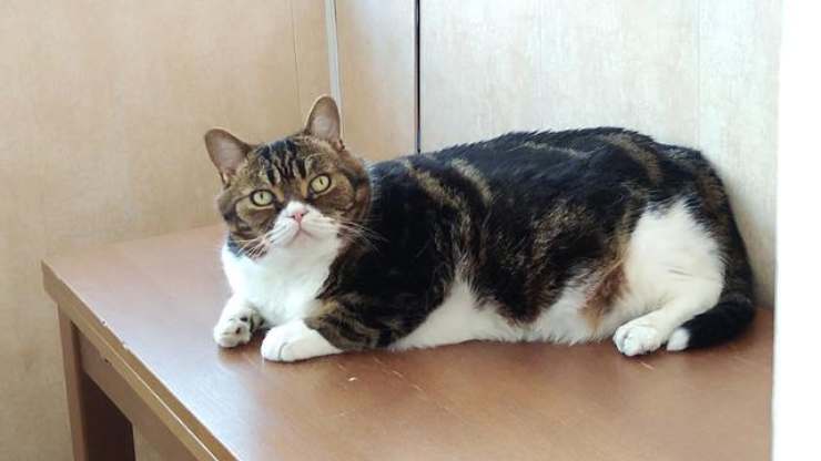 gatto sul tavolo