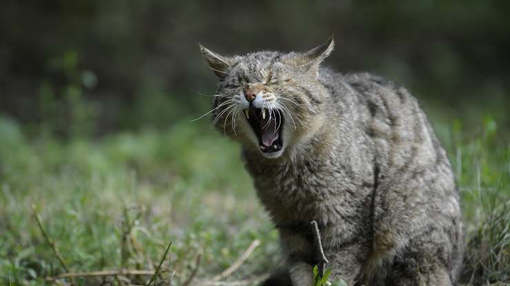 gatto vomita