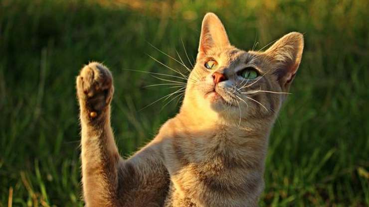 gatto zampa