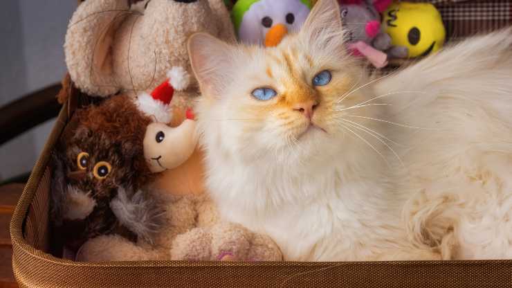 giochi da portare in vacanza per il gatto