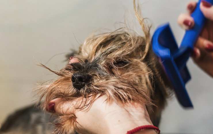 un cane e la spazzola (Foto Pixabay)