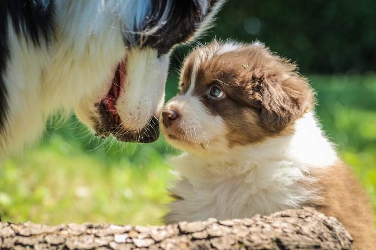 Razze di cani che fanno più cuccioli Razze di cani che fanno più cuccioli