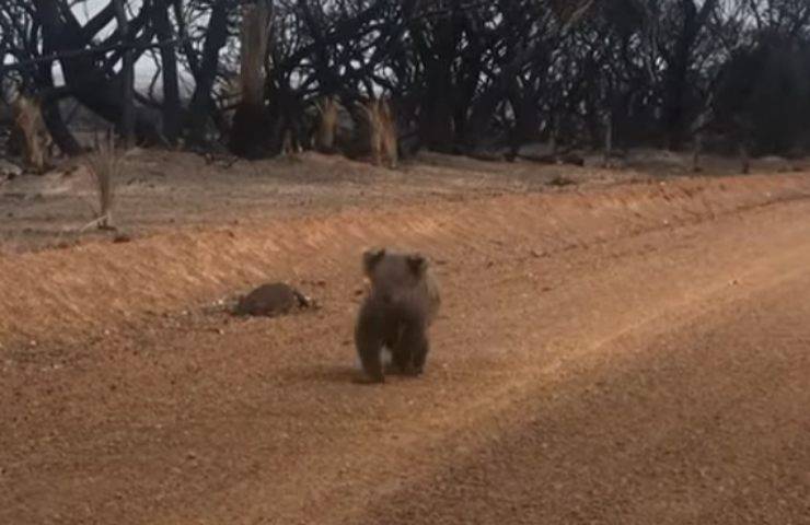koala impaurito chiede aiuto