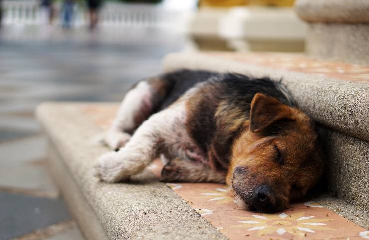 Iperparatiroidismo nel cane Iperparatiroidismo nel cane