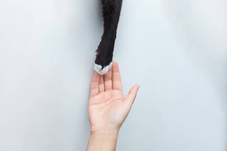Gatti anallergici che non perdono pelo