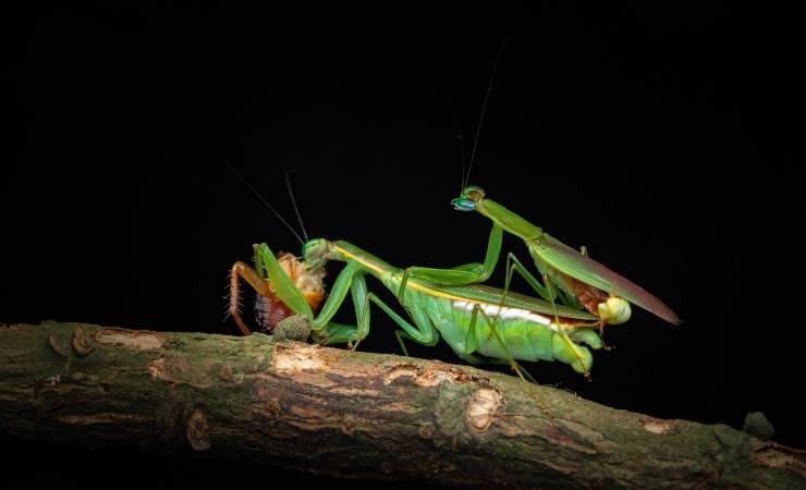 mantide religiosa