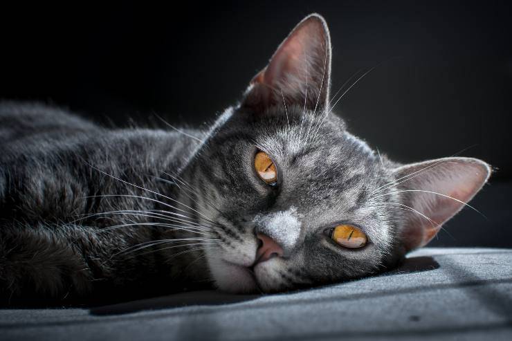 Iperparatiroidismo nel gatto Iperparatiroidismo nel gatto