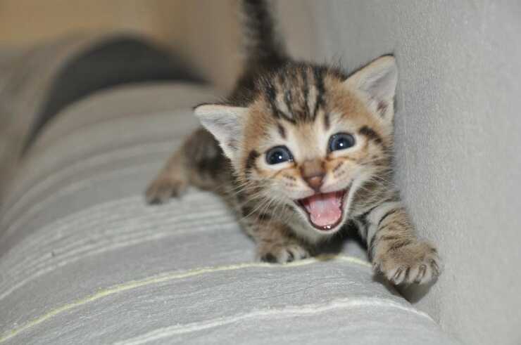 Gatti non sanno ruggire