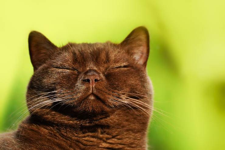 Esemplare felino rilassato