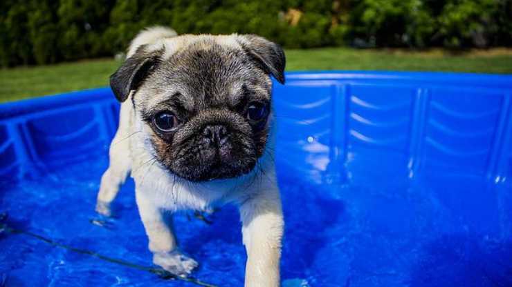 piscina cane