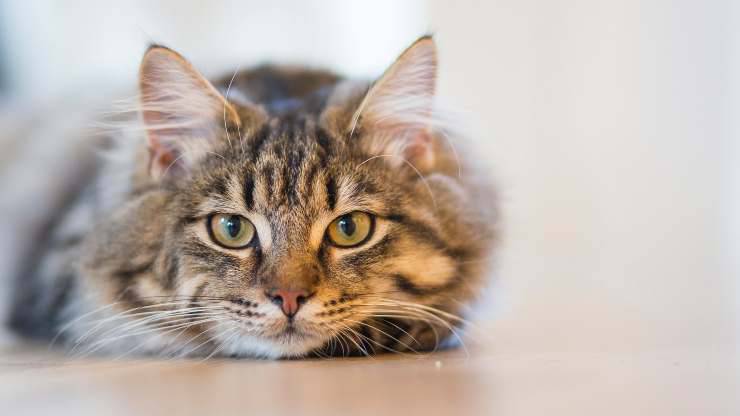 quanto sono intelligenti i gatti