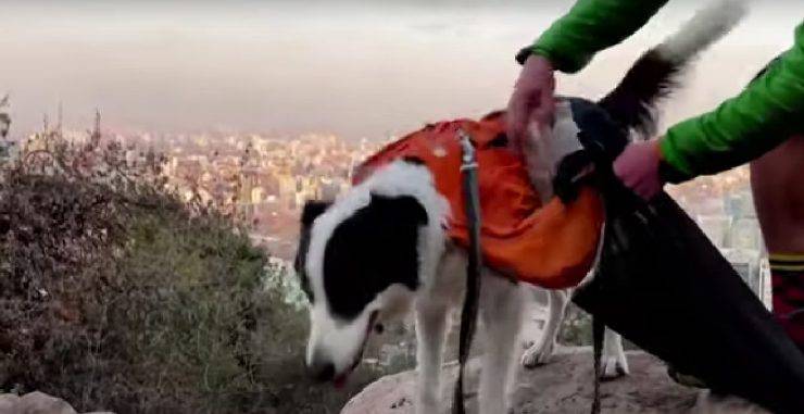 Il cane Sam, netturbino di Santiago
