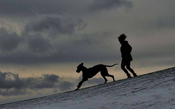 il desiderio del cane (Foto pixabay)