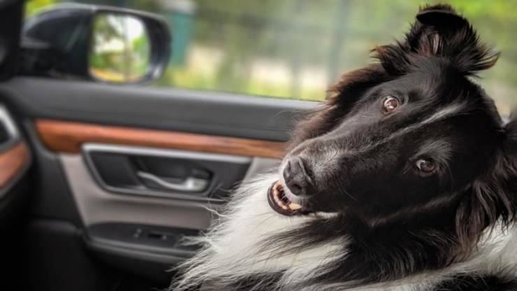 viaggiare in sicurezza con il cane