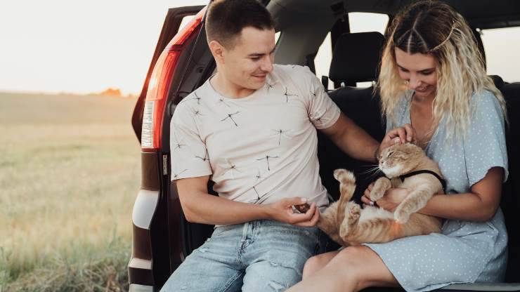 viaggiare in sicurezza con il gatto