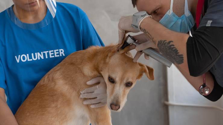 visita cane