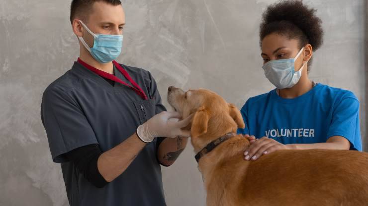 visita controllo cane