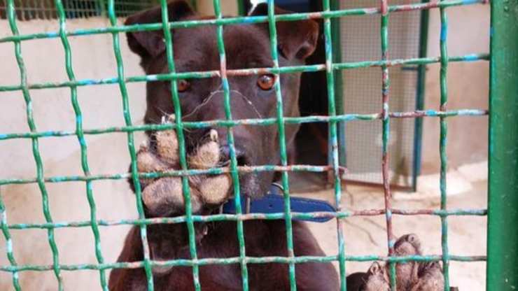 cucciolo in cerca di adozione (Foto facebook)