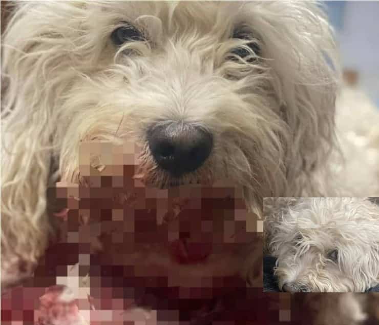 Cane trovato in strada con ferite d'arma da fuoco e accoltellato viene dato per morto
