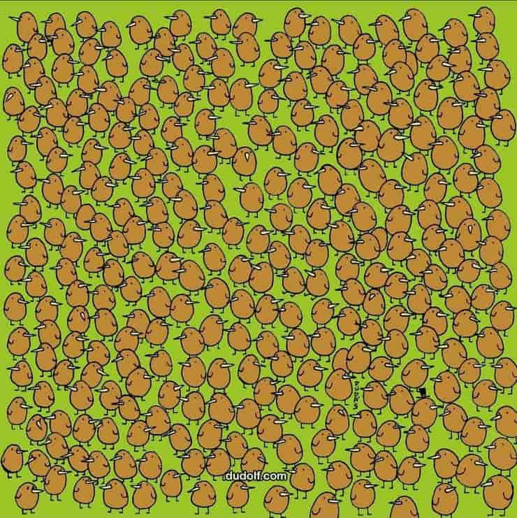 Trova la frutta nascosa nel test dei kiwi: solo i più astuti riescono a vederli (Foto Instagram)