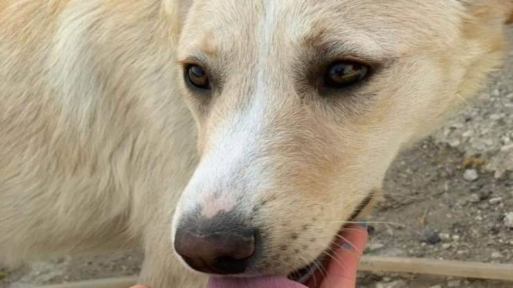 la cagnolina in cerca di adozione (Foto Facebook)