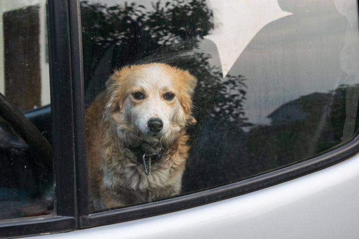 Cane chiuso in auto: come intervenire a norma di legge