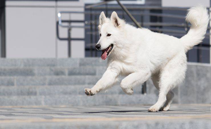 L'animale scappa, i rischi per il proprietario