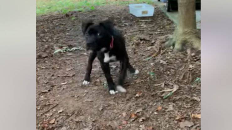 cane disabile trova famiglia