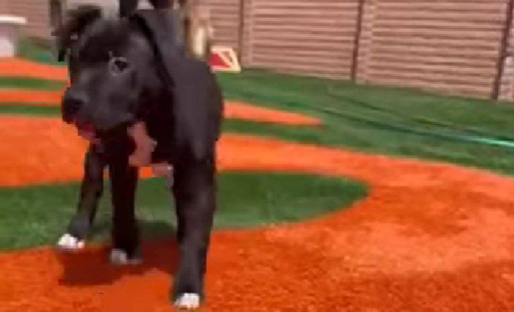 cane disabile gioca video