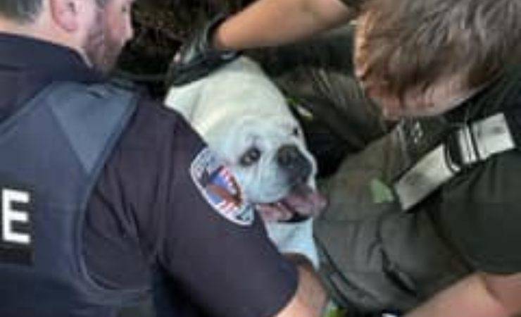 bulldog caduto in una voragine