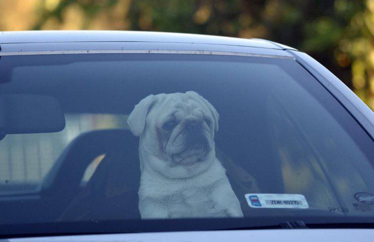 cane intrappolato auto