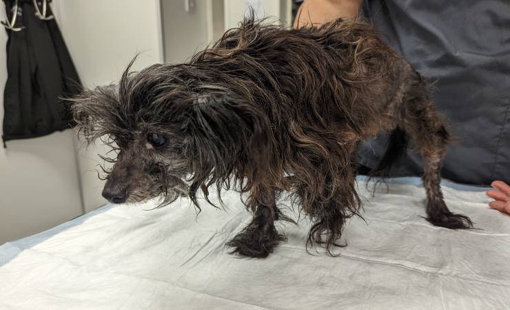 cani abbandonati nel giorno più caldo