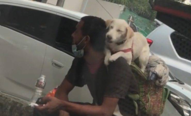 cane gesto d'amore video
