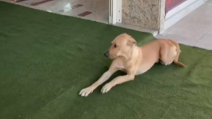 cane al matrimonio