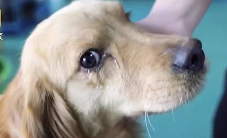 cane piange video