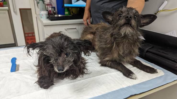 cani abbandonati sul marciapiede