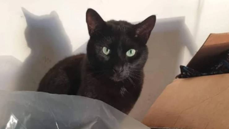 il gatto in primo piano (Foto Reddit)