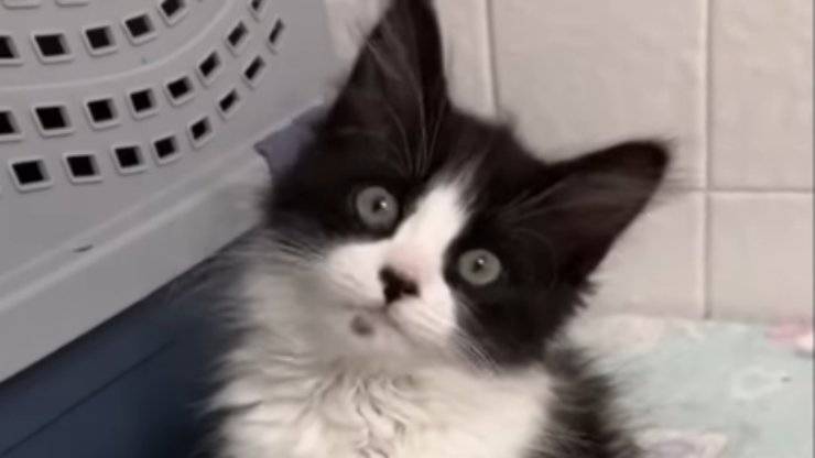 sguardo dolce del micio (Foto video)
