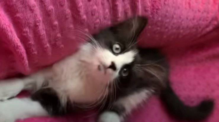 il micio in forma (Foto video)