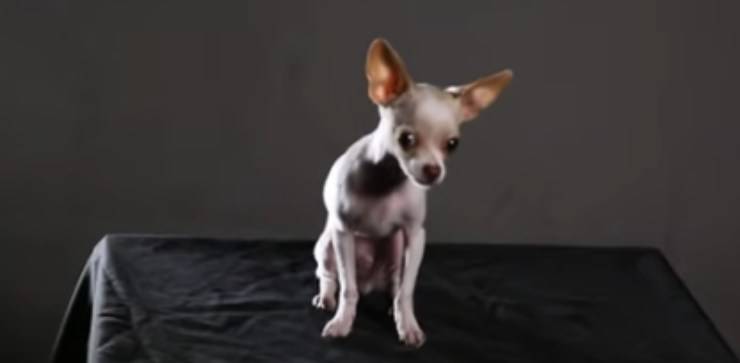 il cagnolino rinato (Foto video)