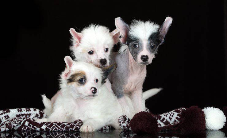 Chinese crested dog