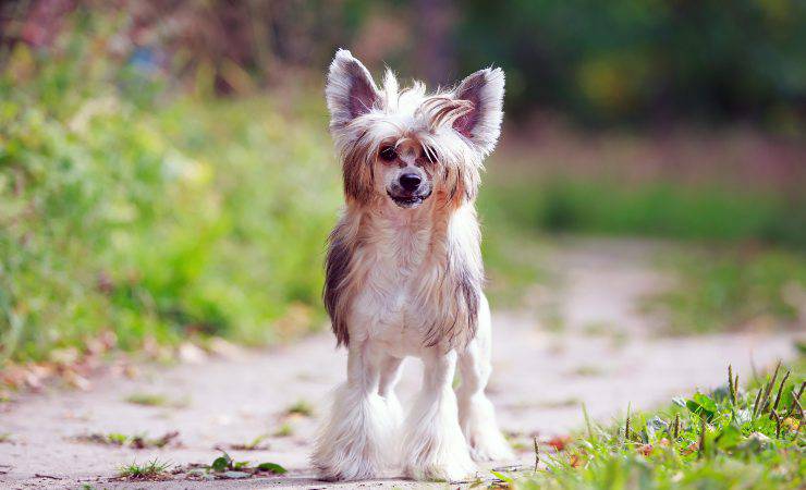 Chinese crested dog