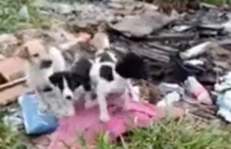 cuccioli cane abbandonati strada