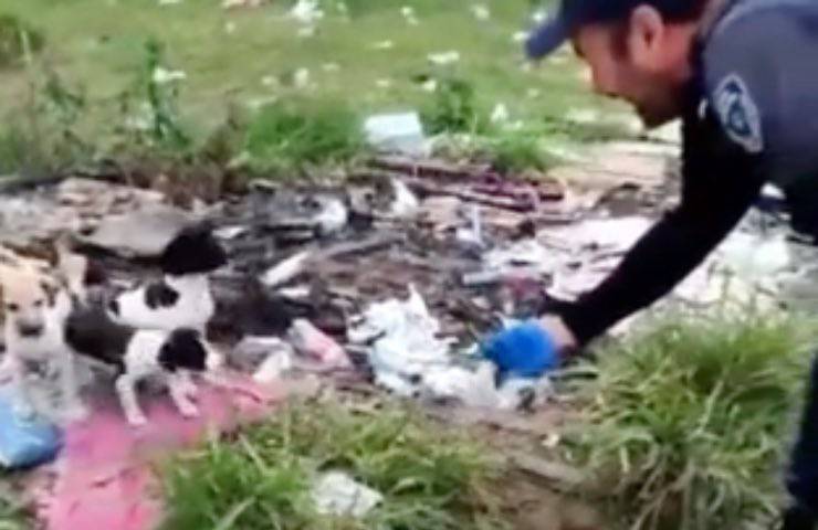 cuccioli cane abbandonati strada
