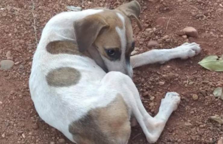 cucciolo cane pelle ossa