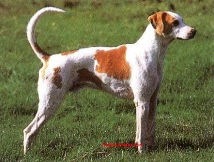 Francese bianco e arancio