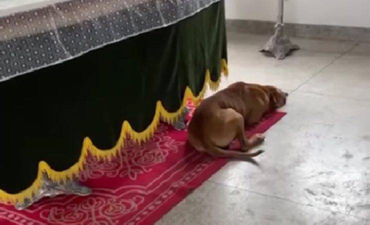 cane accanto a bara video
